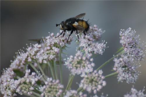 Nowickia ferox